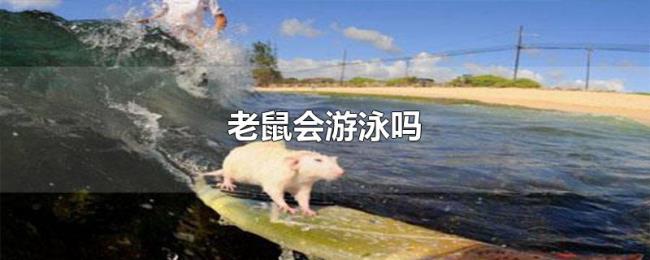 老鼠会游泳吗 老鼠会游泳吗