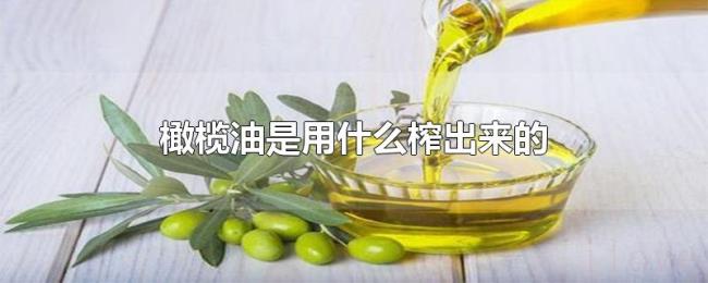 橄榄油是用什么榨出来的 橄榄油是用什么榨出来的