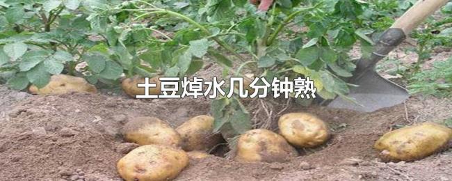 土豆焯水几分钟熟 土豆焯水几分钟熟
