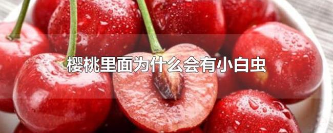 樱桃里面为什么会有小白虫
