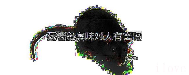 死老鼠臭味对人有害吗