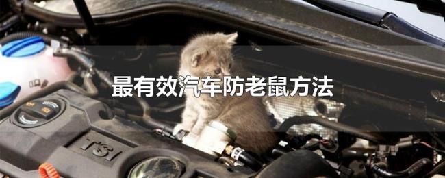 最有效汽车防老鼠方法