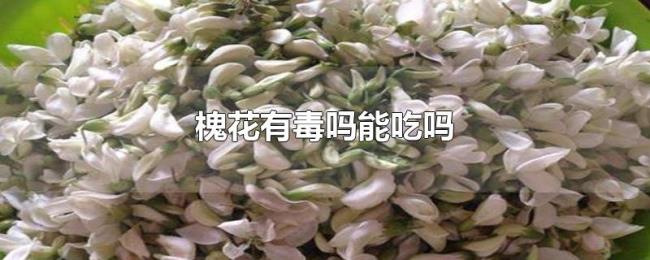 槐花有毒吗能吃吗 槐花有毒吗能吃吗