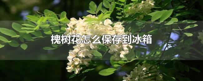 槐树花怎么保存到冰箱 槐树花怎么保存到冰箱