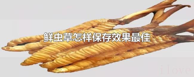 鲜虫草怎样保存效果最佳