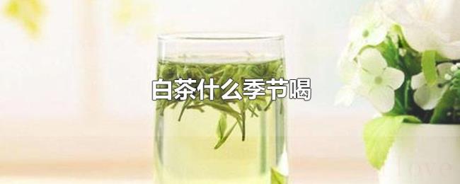 白茶什么季节喝