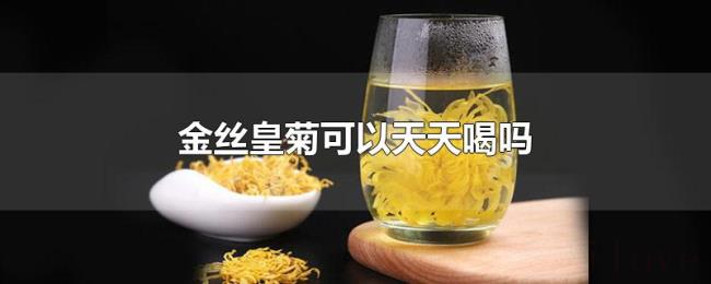 金丝皇菊可以天天喝吗 金丝皇菊可以天天喝吗