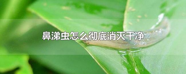 鼻涕虫怎么彻底消灭干净 鼻涕虫怎么彻底消灭干净