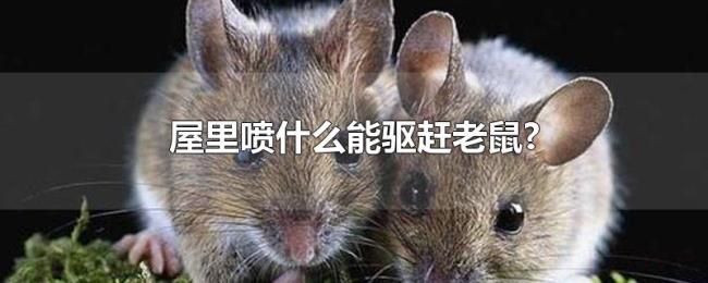 屋里喷什么能驱赶老鼠? 屋里喷什么能驱赶老鼠?
