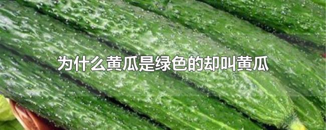为什么黄瓜是绿色的却叫黄瓜 为什么黄瓜是绿色的却叫黄瓜