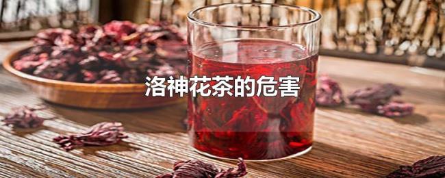 洛神花茶的危害