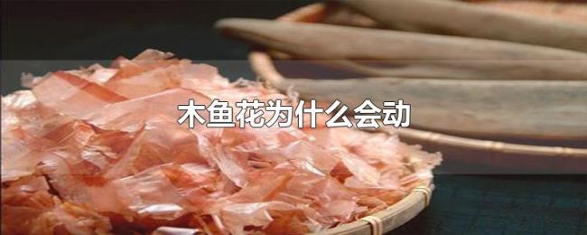木鱼花为什么会动 木鱼花为什么会动
