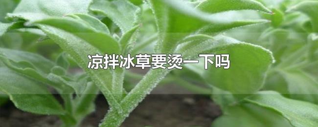 凉拌冰草要烫一下吗 凉拌冰草要烫一下吗