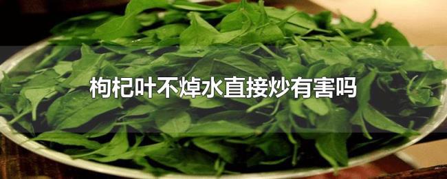 枸杞叶不焯水直接炒有害吗 枸杞叶不焯水直接炒有害吗
