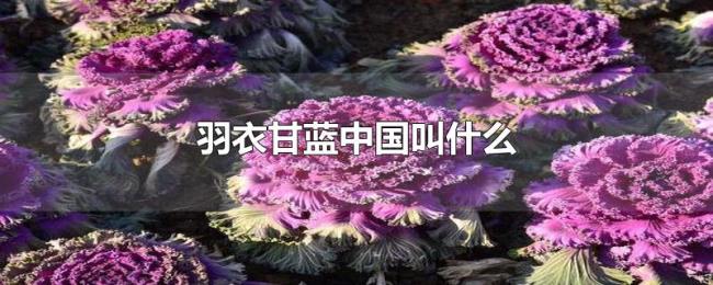 羽衣甘蓝中国叫什么