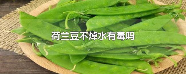 荷兰豆不焯水有毒吗 荷兰豆不焯水有毒吗