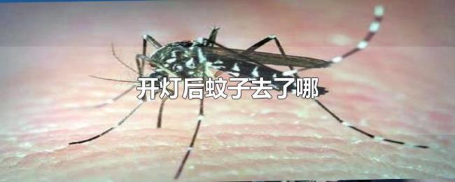 开灯后蚊子去了哪