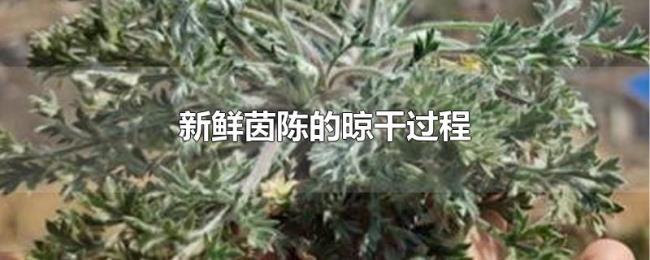 新鲜茵陈的晾干过程 新鲜茵陈的晾干过程