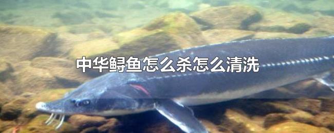 中华鲟鱼怎么杀怎么清洗 中华鲟鱼怎么杀怎么清洗