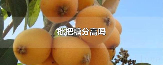 枇杷糖分高吗 枇杷糖分高吗