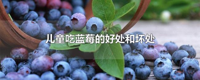 儿童吃蓝莓的好处和坏处