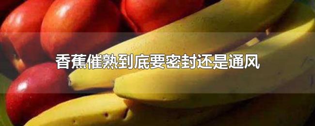 香蕉催熟到底要密封还是通风