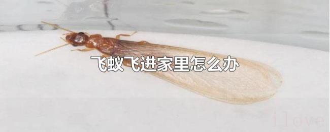 飞蚁飞进家里怎么办