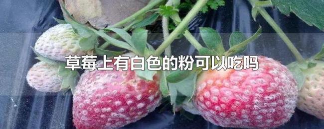草莓上有白色的粉可以吃吗